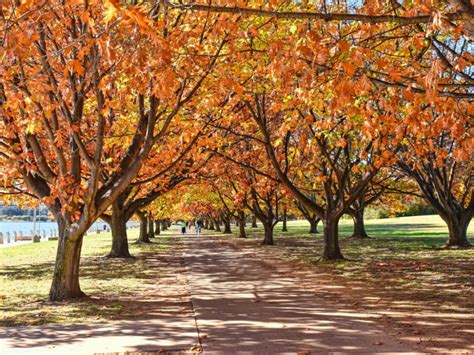 Where To See Autumn Leaves In Australia Travel Insider Canberra Act