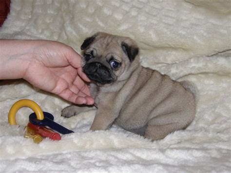 Why buy a pug puppy for sale if you can adopt and save a life? Pug dog price range & Pug puppies cost. How much are pug ...