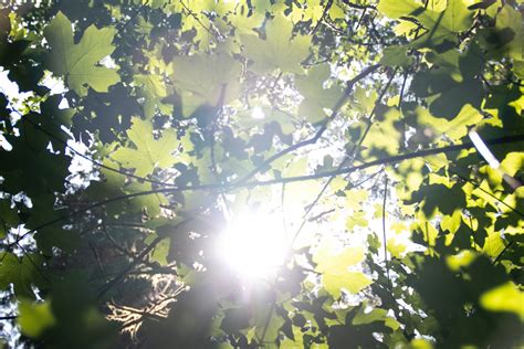 Free Stock Photo Of Bright Sunlight Through Tree Leaves