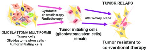 Selection Of Glioblastoma Stem Cells After Radiotherapy And Cytotoxic