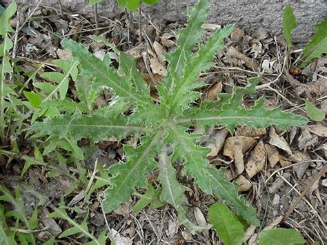 Weed Of The Month Series Thistle Organolawn