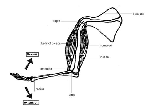 Antagonistic Pair Of Muscles Produce Movement Of Elbow Joints Diagram