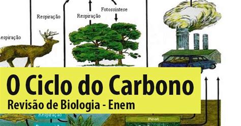 O Que é O Ciclo Do Carbono E Quais São Suas Etapas