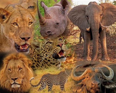 African Big Five Montage Photograph By Larry Linton Fine Art America