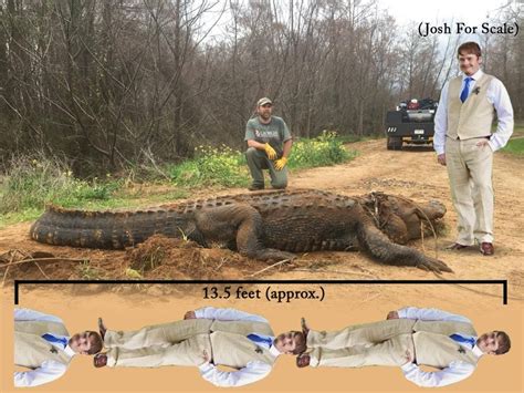 Massive Alligator Weighing About 700 Pounds Found In Ditch The