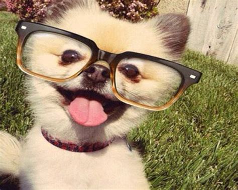 Funny Animals Wearing Glasses Photo Gallery Third Monk