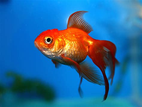 How To Care For Goldfish Pethelpful