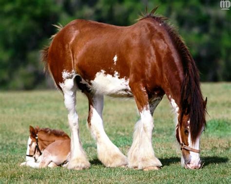 🔥 50 Clydesdale Horses Wallpapers Wallpapersafari