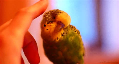 Some Of My Favorite Budgie S Album On Imgur Budgies Parakeet