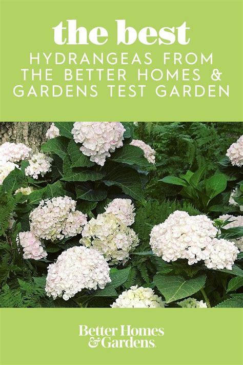 The 8 Most Beautiful Hydrangeas From The Better Homes And Gardens Test