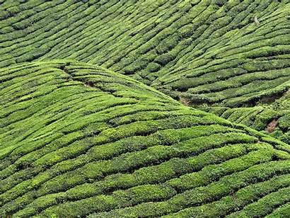 Tea Nature Wallpapers Kashmir Plantation Desktop Fields