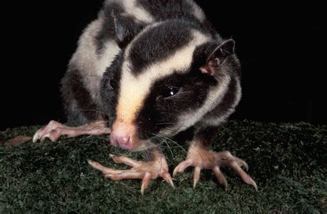 Striped Possum Profile Traits Facts Pet Diet Call Tail