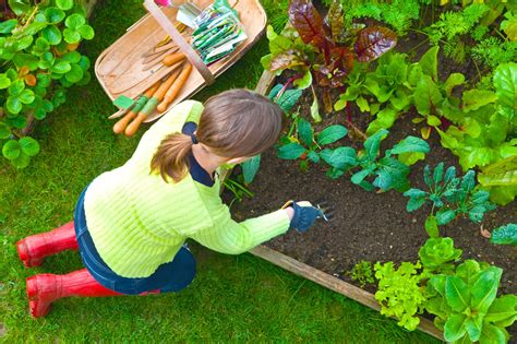 Vegetable Home Garden Plans For Beginner Gardener