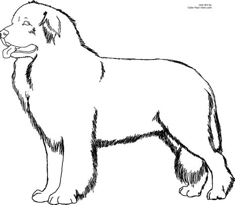 Newfoundland Dog Coloring Page