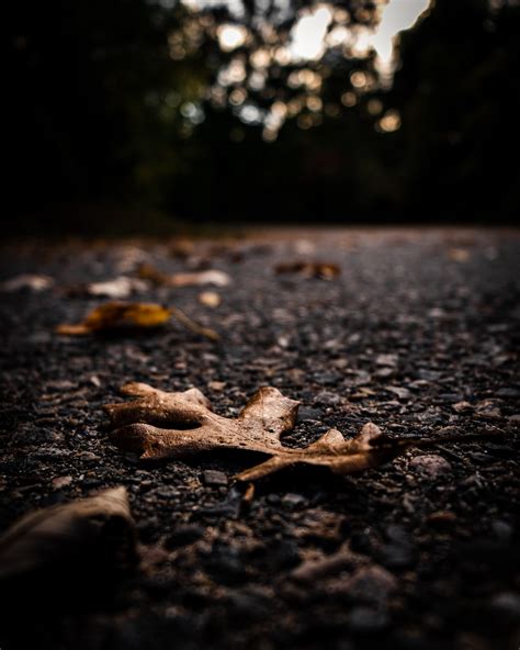 Fall Leaf Pictures Download Free Images On Unsplash