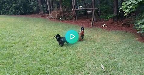 Turkey Stops A Fight Between Two Roosters Album On Imgur