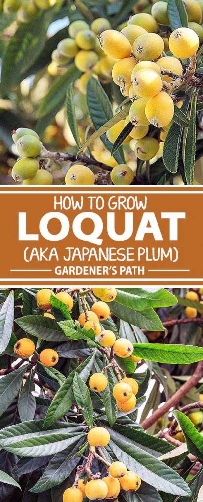 How To Grow And Care For Loquat Trees Pm News