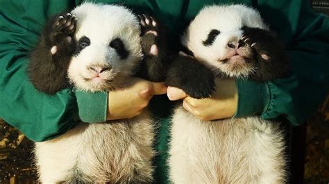 🐼🐼twin Baby Pandas Make Debut In Chongqing During National Day Holiday