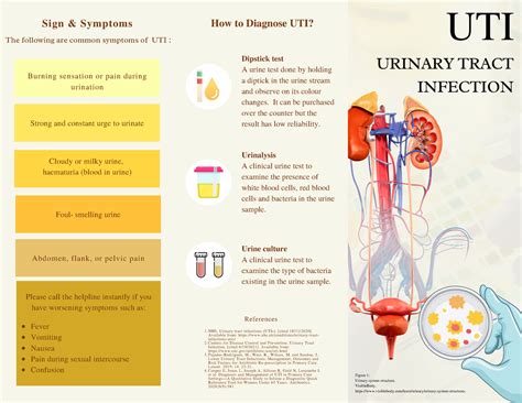 Uti Brochure Introduction Risk Factors Consequences Prevention Diagnosis Technique Of