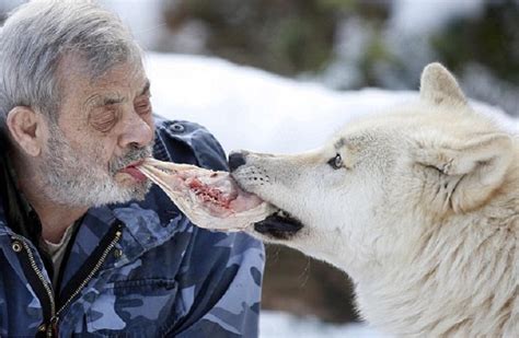 79 Years Old Man Lives Among Wolves Becomes The Alpha Male Mutually