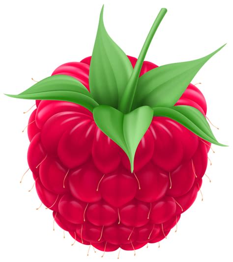 Raspberry Png Clip Art Image Fruit Picture Clip Art Diy Plant Hanger