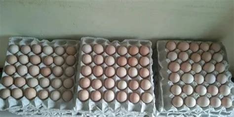 Lite Brown Desi Aseel Country Chicken Eggs Natukoli Muttai For