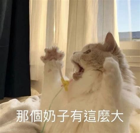 Pin by 尼莫 林 on 快速儲存 in 2023 | Roblox guy, Cats, Memes