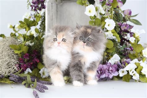 Dilute Calico Persian Cat - Pets Lovers