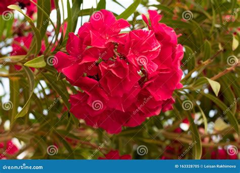 Lovely Blooming Bright Red Oleander Flowers With Green Leaves Stock