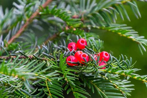7 Common Uses For English Yew Trees Thriving Yard