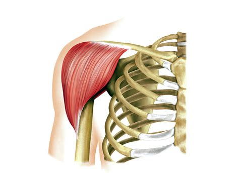 Buccopharyngeal Region Muscles Photograph By Asklepios Medical Atlas Porn Sex Picture