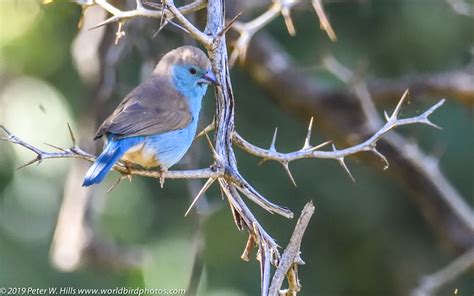 Waxbill Blue Uraeginthus Angolensis Male Kruger South Africa