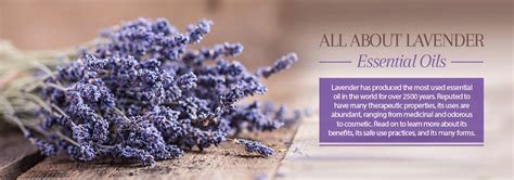 Lavender Oil Benefits And Uses Of Lavender Oil