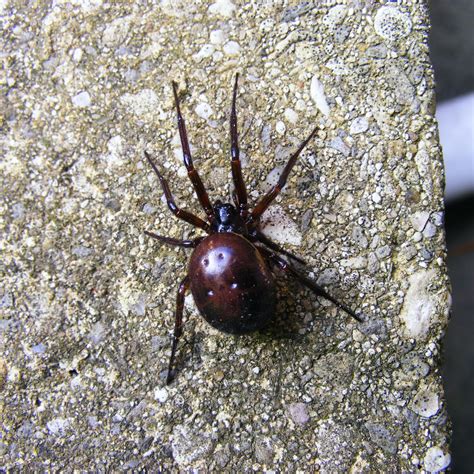 Are Black Widows Poisonous To Dogs