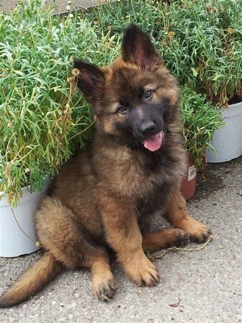 Check spelling or type a new query. 346 best German Shepherd Puppies images on Pinterest | Adorable animals, Dog cat and German ...