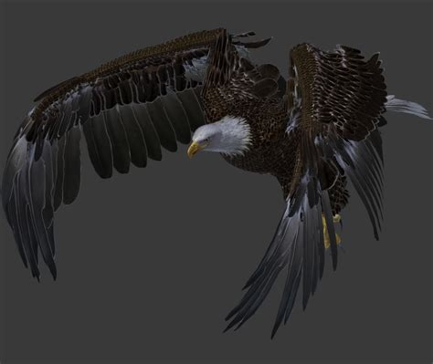 Bald Eagle 3d Model Animated Rigged Cgtrader