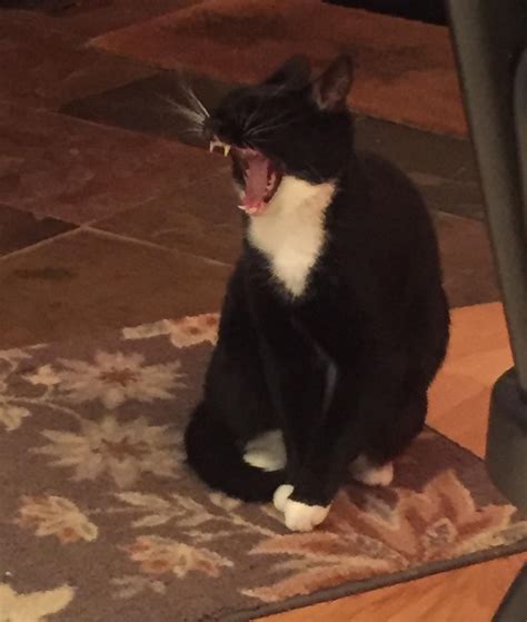 If Your Having A Bad Day Heres A Photo Of My Cat Yawning Cat Yawning