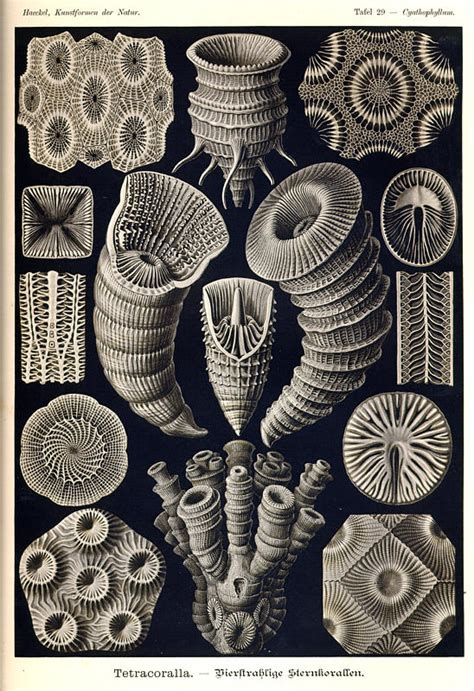 Appendage Ernst Haeckel Prints