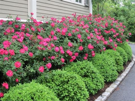 Wonderful Landscaping Bushes For Front Of House 1000 Front Yard