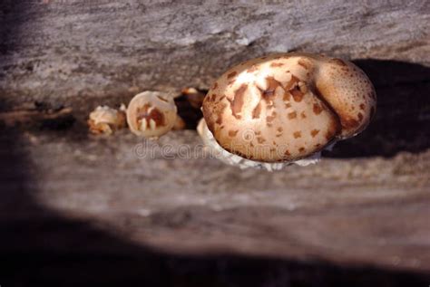 Large White Mushroom Fungus Growing In Gray Tree Trunk In Forest Stock