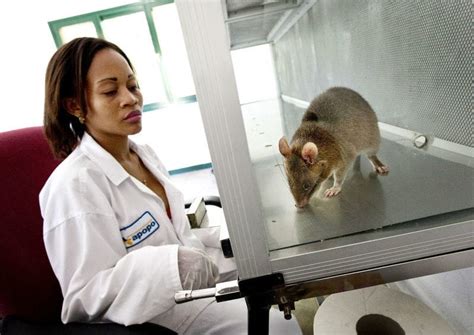 Giant Rats Sniff Out Tb In Mozambique And Tanzania
