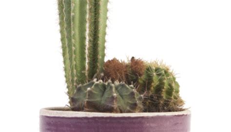 Do not try to push the roots deep into the planting hole or pot. Can You Cut a Cactus? | Garden Guides