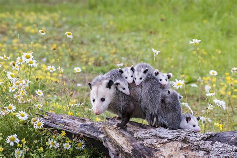 7 Fascinating Facts About Opossums You May Not Have Known In 2021