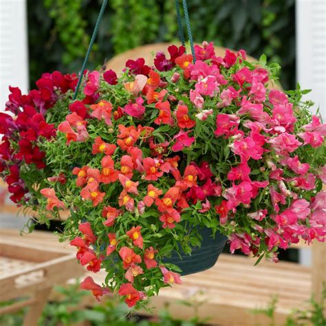 It is a taller stature plant, making it a great addition to the back of a border, and it flowers late in the season, so no need. Easy to Grow Annual Shade Flowers | HGTV