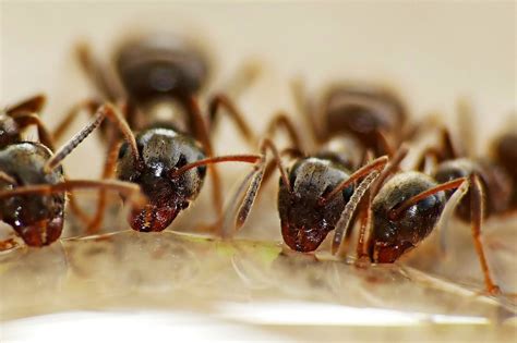 Le formiche alate sono terribilmente fastidiose, soprattutto d'estate quando non è difficile incontrare sciami di questi insetti dentro le abitazioni.sono innocue per l'uomo perché non pungono, certo, ma ritrovarle dentro casa è davvero una faccenda noiosa. Formiche in casa: come risolvere il problema • Fuori di Verde