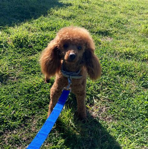 Adult Female Toy Poodle
