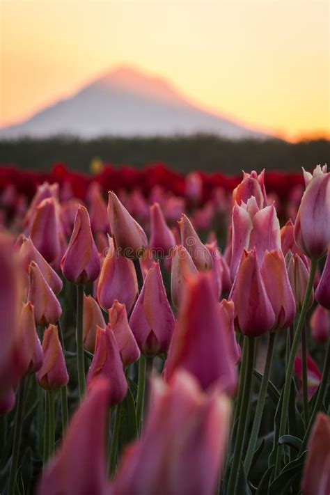 Mount Hood From The Tulip Far Stock Photo Image Of Morning Celebrate