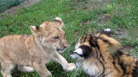 Dense grasses or even in. Baby Lion & Tiger playing - YouTube