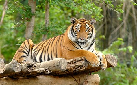We did not find results for: Populasi Harimau Sumatera Diperkirakan Tinggal 400 Ekor ...