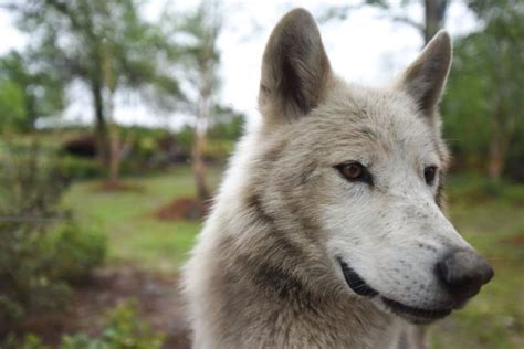 Pair Of Gray Wolves Explore New Home At Detroit Zoo Detroit Zoo Wolf